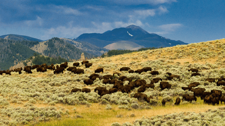 Bison on Antler Ranch