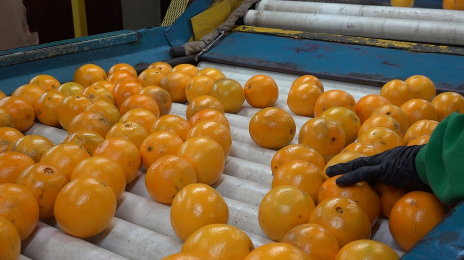 Oranges on production line