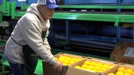 Recent hurricanes cause Florida citrus production to fall as farms work through damage